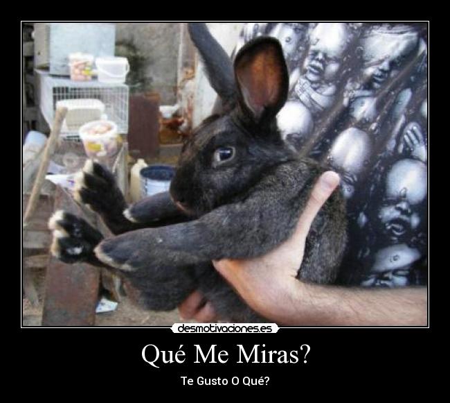Qué Me Miras? - Te Gusto O Qué?