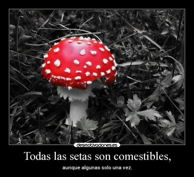 Todas las setas son comestibles, -