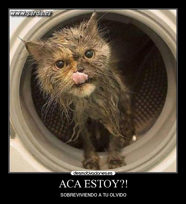 ACA ESTOY?! -
