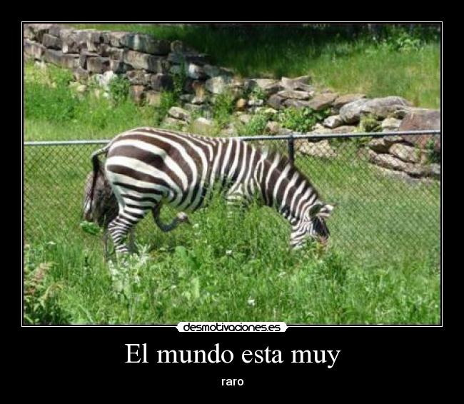 carteles mundo raro animal mascota desmotivaciones