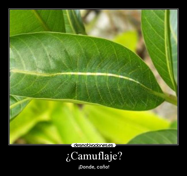 ¿Camuflaje? - 