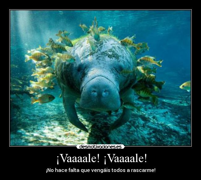 ¡Vaaaale! ¡Vaaaale! - ¡No hace falta que vengáis todos a rascarme!