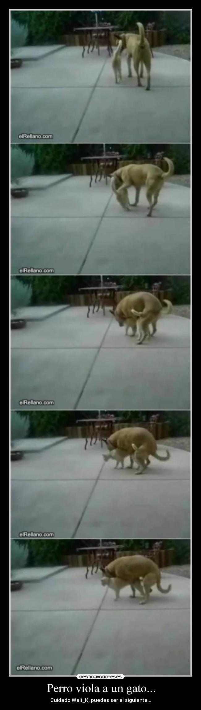 carteles perro viola gato 41suck balls trunoman desmotivaciones