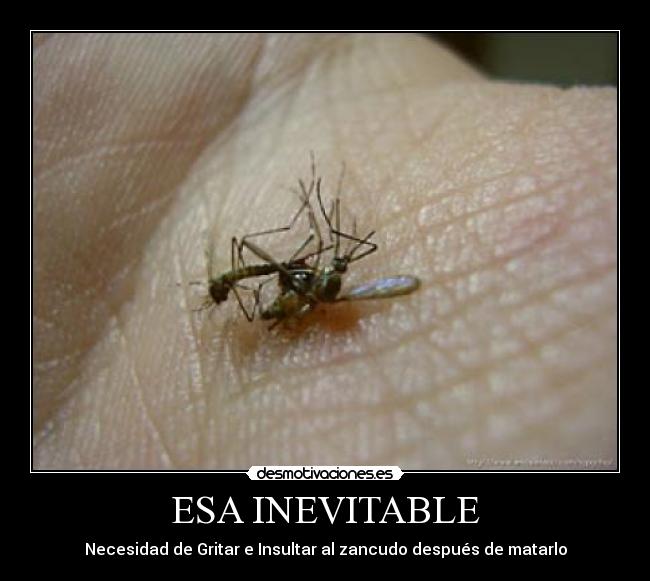 ESA INEVITABLE - Necesidad de Gritar e Insultar al zancudo después de matarlo