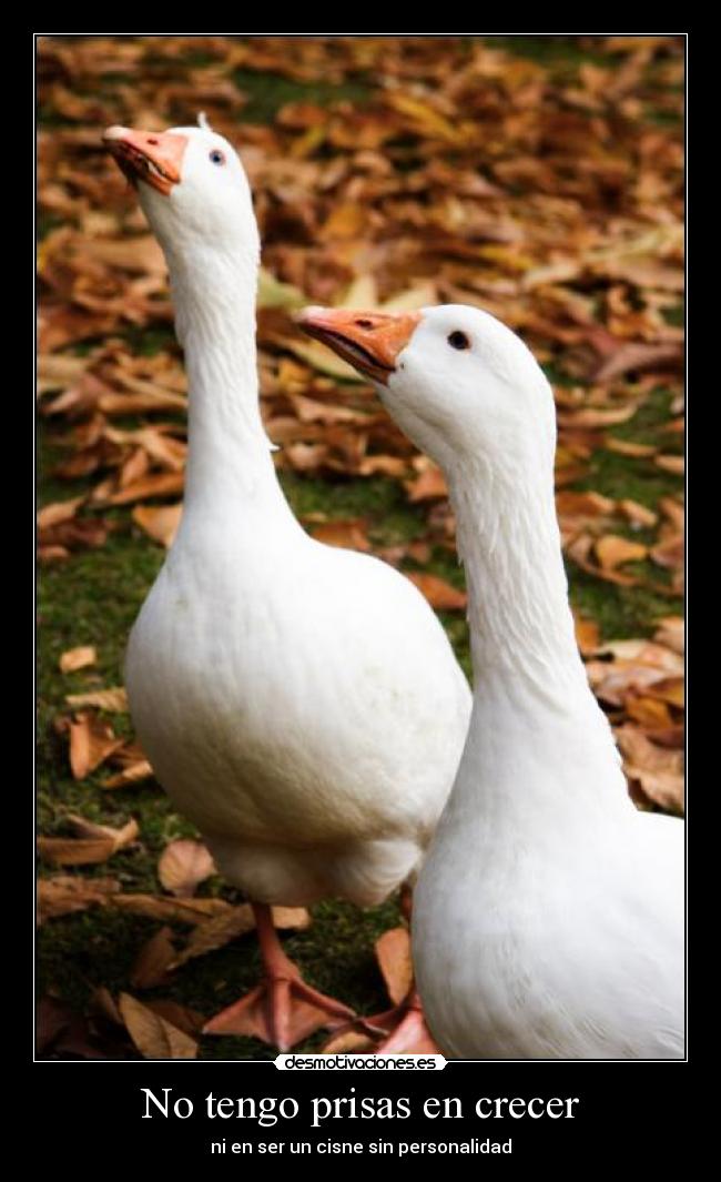 No tengo prisas en crecer - ni en ser un cisne sin personalidad