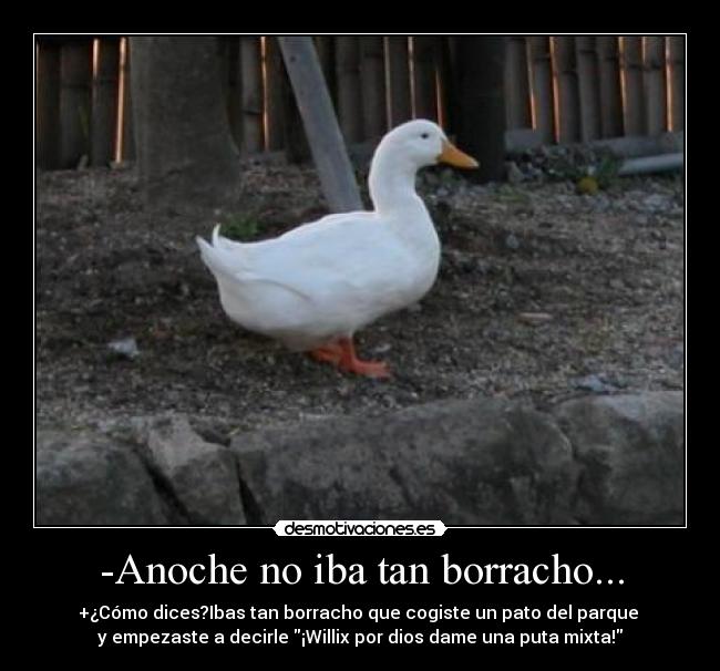 -Anoche no iba tan borracho... - +¿Cómo dices?Ibas tan borracho que cogiste un pato del parque
y empezaste a decirle ¡Willix por dios dame una puta mixta!