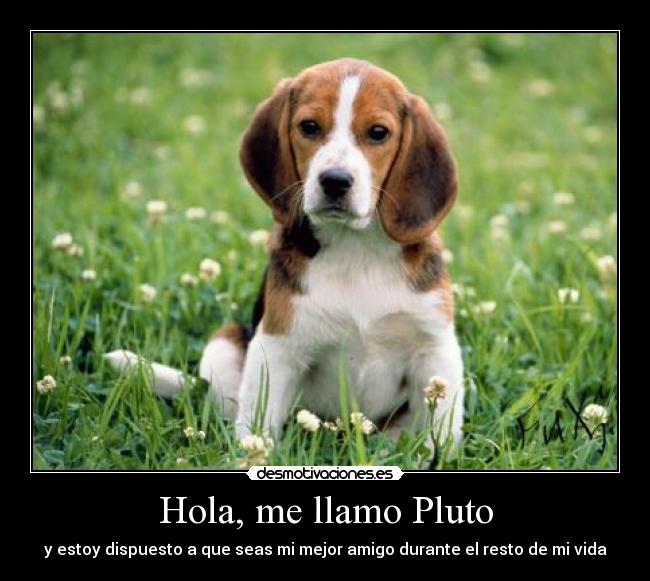 Hola, me llamo Pluto - y estoy dispuesto a que seas mi mejor amigo durante el resto de mi vida
