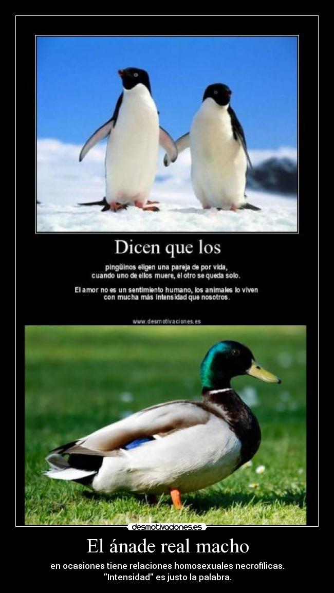 El ánade real macho - en ocasiones tiene relaciones homosexuales necrofílicas.
Intensidad es justo la palabra.