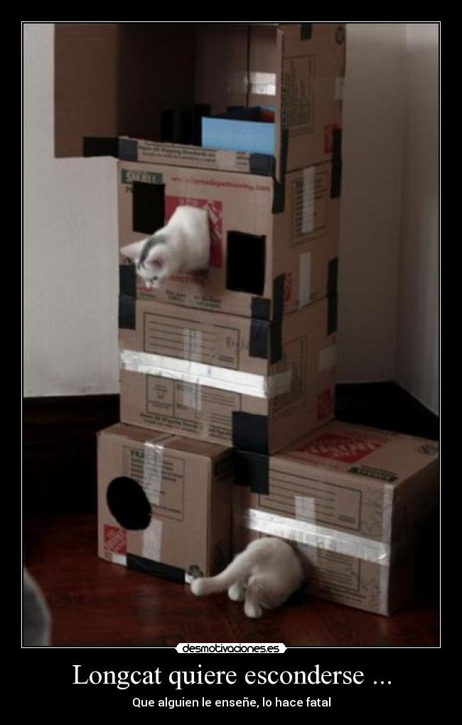 Longcat quiere esconderse ... - 