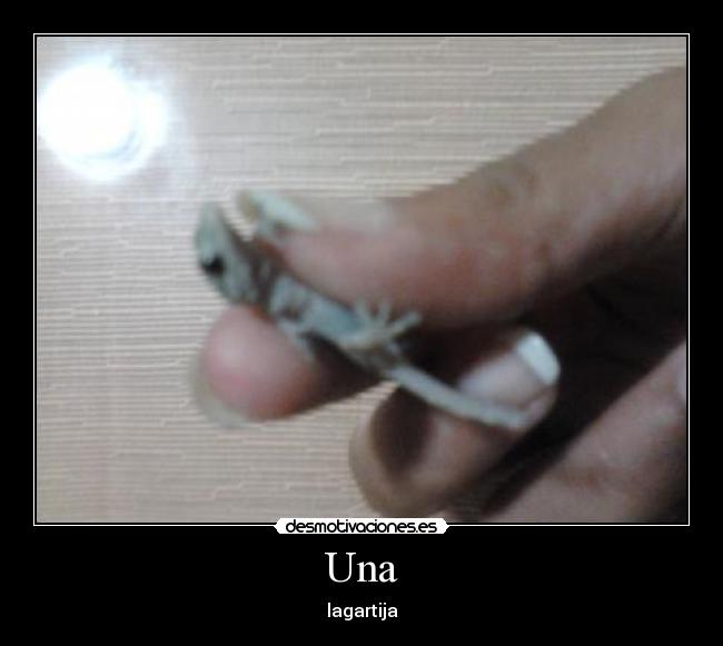 Una - lagartija