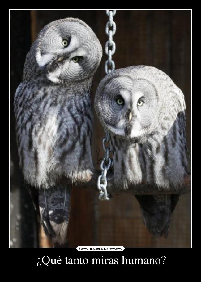 ¿Qué tanto miras humano? - 