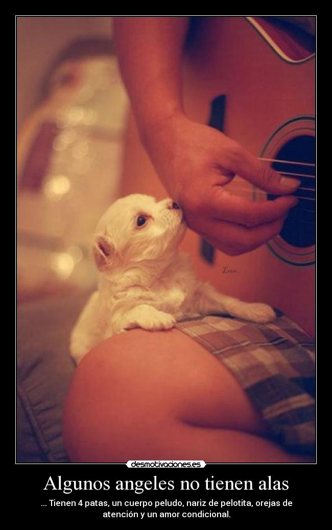 Algunos angeles no tienen alas - ... Tienen 4 patas, un cuerpo peludo, nariz de pelotita, orejas de
atención y un amor condicional.