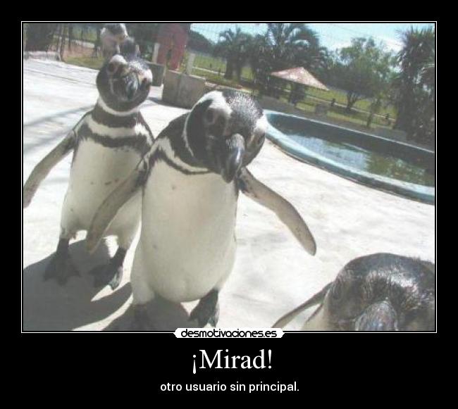 ¡Mirad! - otro usuario sin principal.