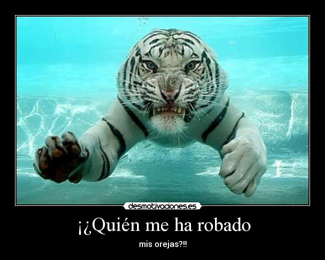 ¡¿Quién me ha robado - mis orejas?!!