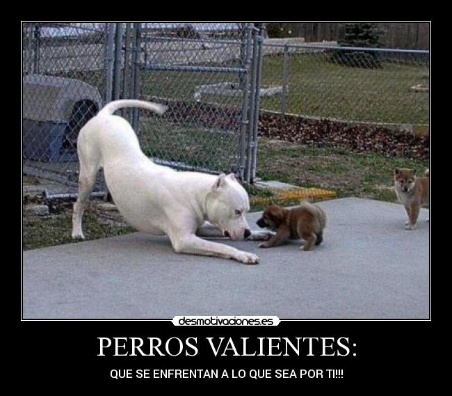 PERROS VALIENTES: -