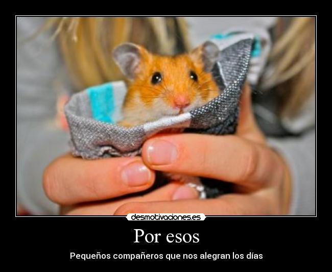 Por esos - Pequeños compañeros que nos alegran los días