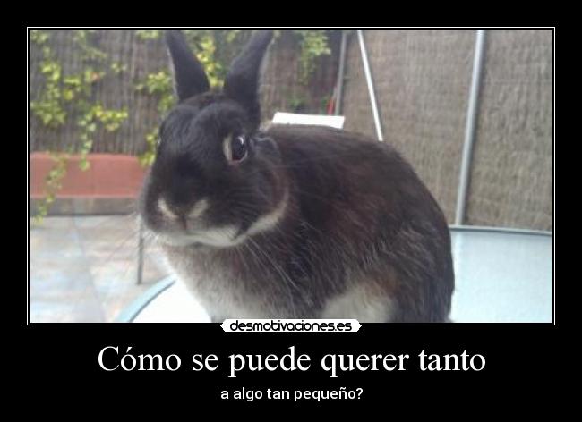 Cómo se puede querer tanto - a algo tan pequeño?