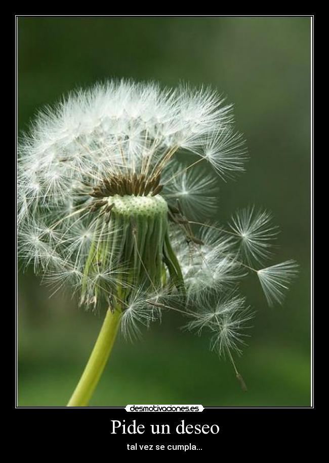 Pide un deseo - tal vez se cumpla...