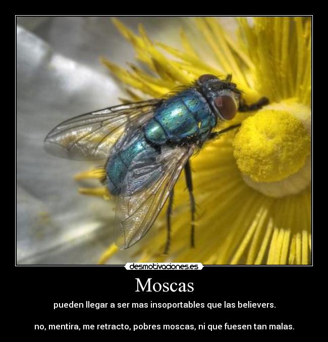 Moscas - 
