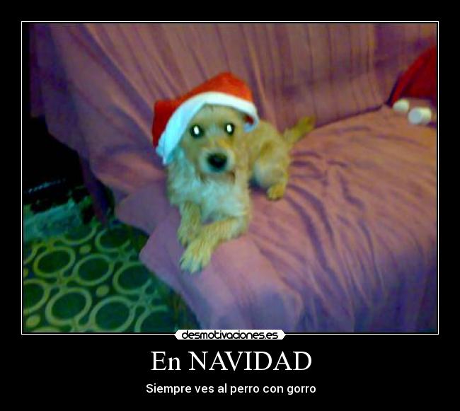 En NAVIDAD - Siempre ves al perro con gorro