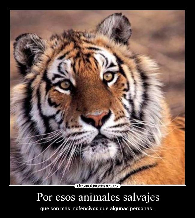 Por esos animales salvajes - 