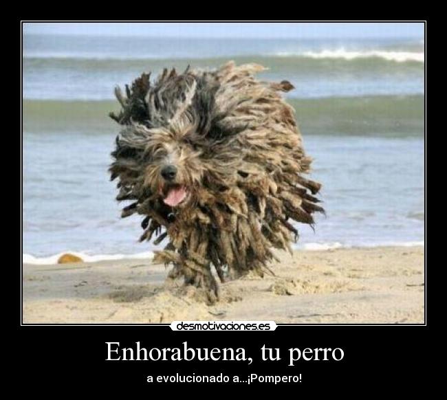 carteles perro aprendido restregar clanng desmotivaciones