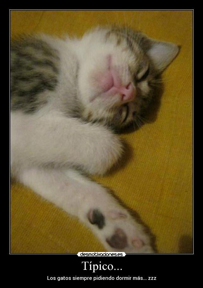 Típico... - Los gatos siempre pidiendo dormir más... zzz