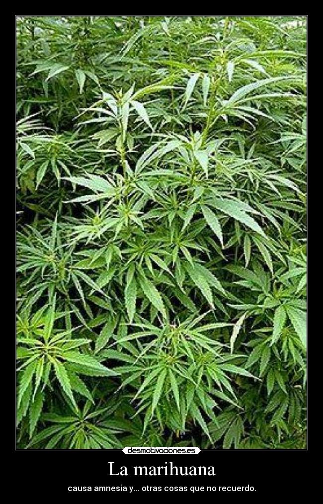 La marihuana -