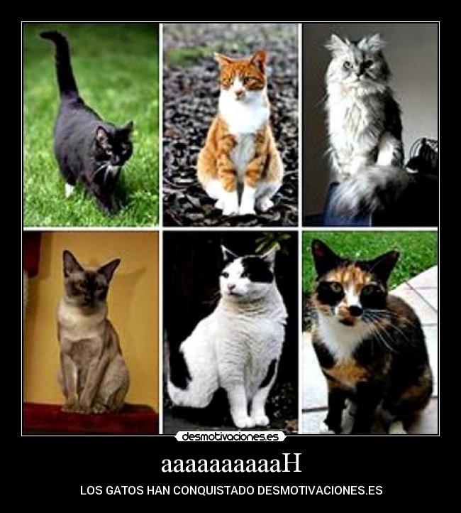 aaaaaaaaaaH - LOS GATOS HAN CONQUISTADO DESMOTIVACIONES.ES