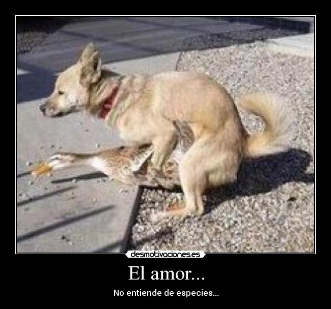 El amor... - No entiende de especies...