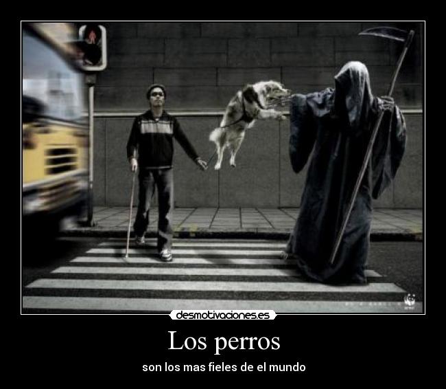 Los perros - son los mas fieles de el mundo