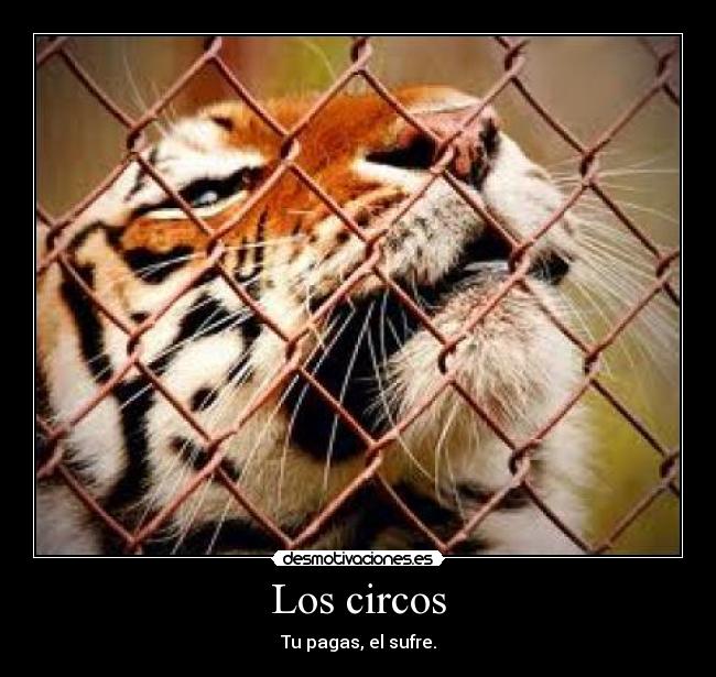 Los circos - 