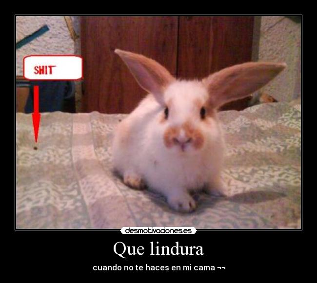 carteles conejos desmotivaciones