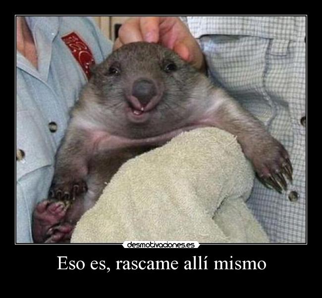 Eso es, rascame allí mismo - 