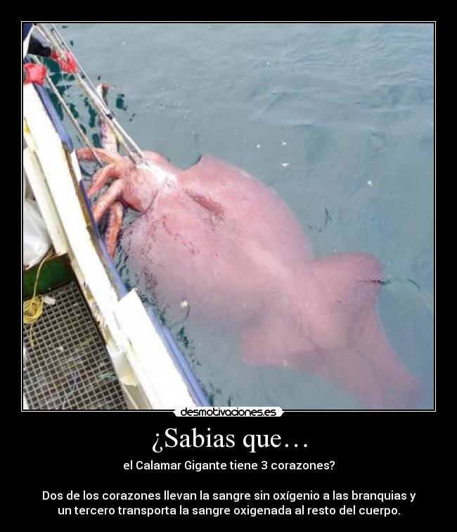 ¿Sabias que… - 