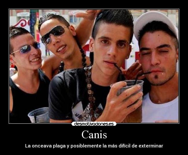 Canis - La onceava plaga y posiblemente la más difícil de exterminar