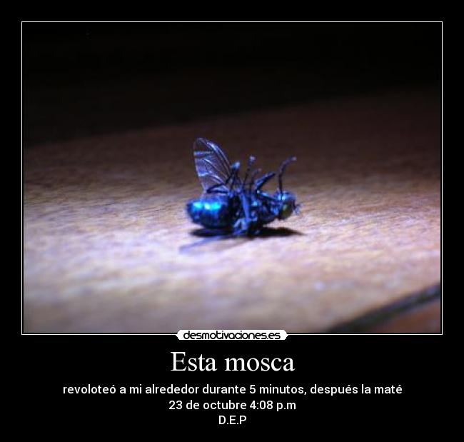 carteles lalocadelosgatos mosca matar dep revolotear octubre minutos desmotivaciones