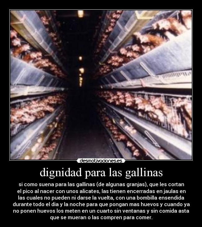 dignidad para las gallinas - si como suena para las gallinas (de algunas granjas), que les cortan
el pico al nacer con unos alicates, las tienen encerradas en jaulas en
las cuales no pueden ni darse la vuelta, con una bombilla ensendida
durante todo el dia y la noche para que pongan mas huevos y cuando ya
no ponen huevos los meten en un cuarto sin ventanas y sin comida asta
que se mueran o las compren para comer.