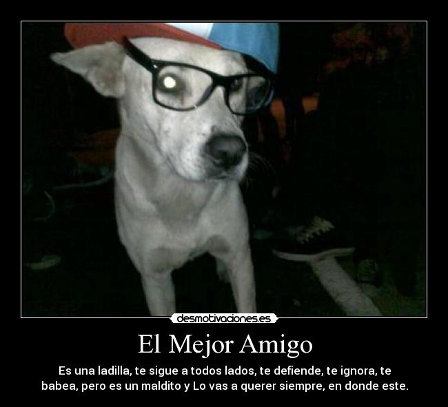El Mejor Amigo - Es una ladilla, te sigue a todos lados, te defiende, te ignora, te
babea, pero es un maldito y Lo vas a querer siempre, en donde este.