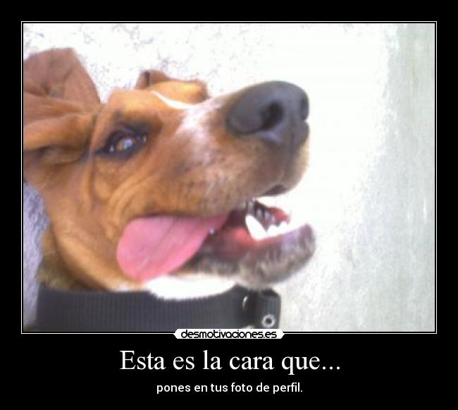 Esta es la cara que... - pones en tus foto de perfil.