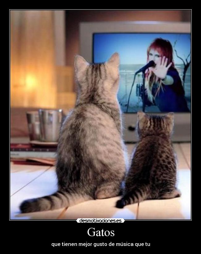 Gatos - que tienen mejor gusto de música que tu