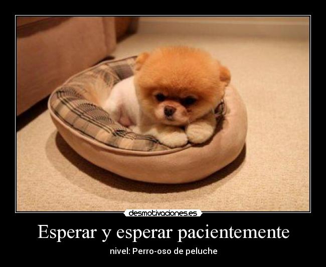 Esperar y esperar pacientemente - nivel: Perro-oso de peluche