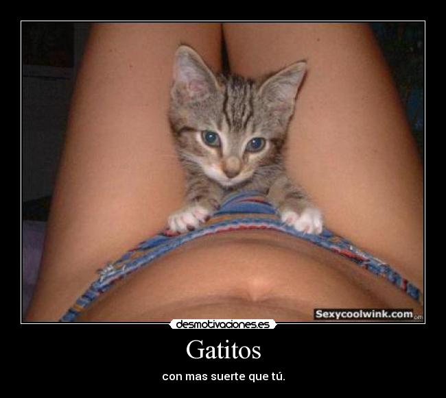 Gatitos - con mas suerte que tú.