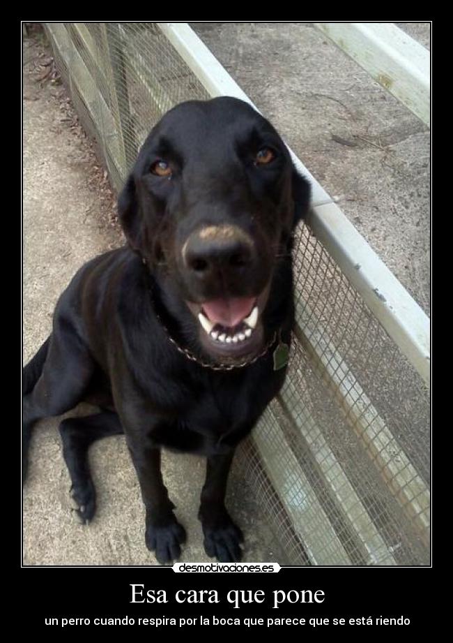 carteles paul borsan desmotivaciones