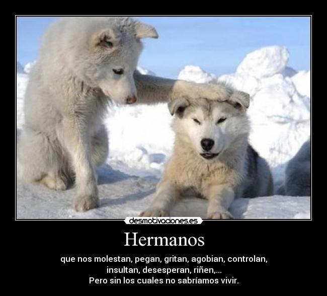 Hermanos - que nos molestan, pegan, gritan, agobian, controlan,
insultan, desesperan, riñen,...
Pero sin los cuales no sabríamos vivir.