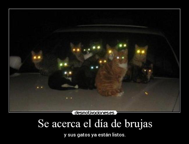 Se acerca el día de brujas - y sus gatos ya están listos.