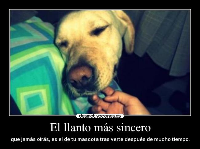 El llanto más sincero - que jamás oirás, es el de tu mascota tras verte después de mucho tiempo.