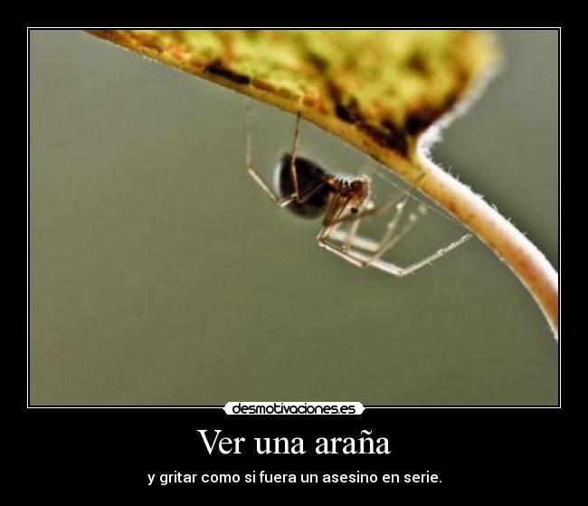 carteles arana desmotivaciones