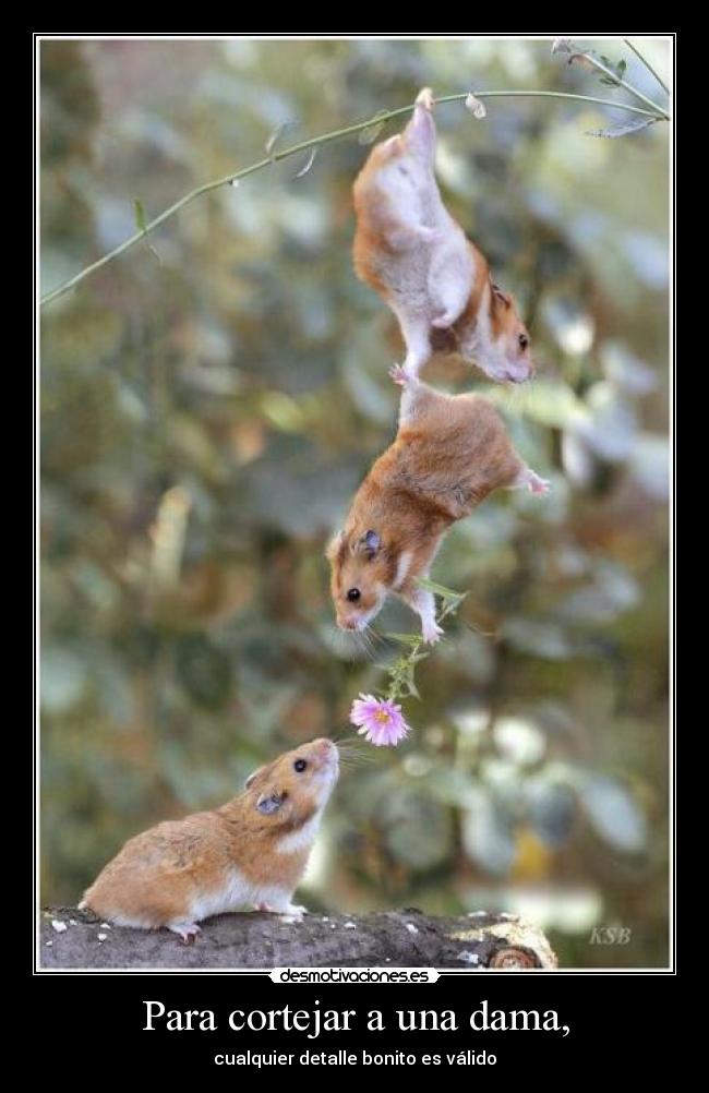 Para cortejar a una dama, - cualquier detalle bonito es válido