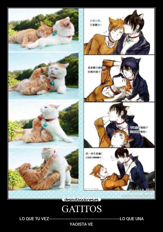 GATITOS - 